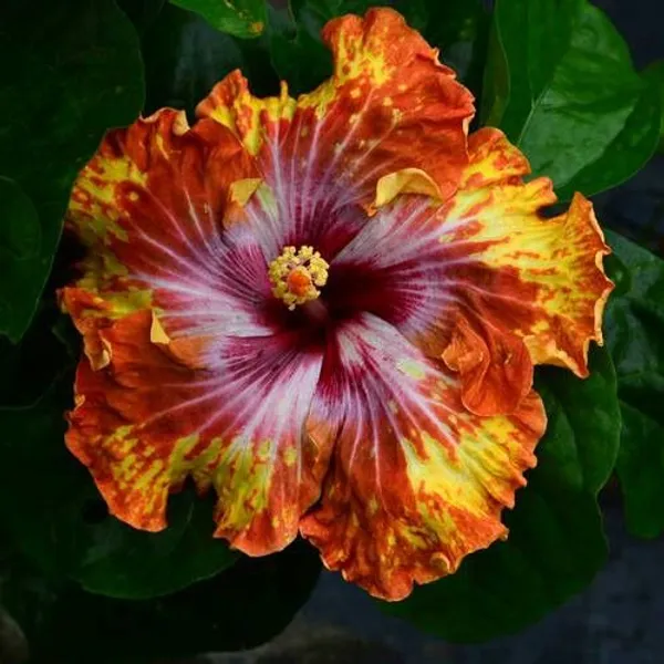 American_Variety_Hibiscus_Flower_Hybrid_Live_Plant