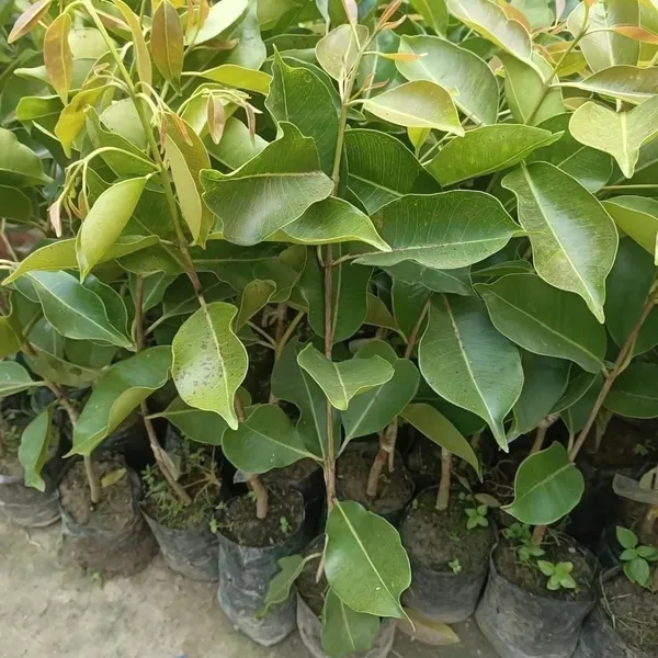 Thai_King_Black_Jamun_Plant_|_Grafted_10KG_|_Sweet_Large_Fruits_|_Fast_Growing_|_Healthy_Live_Plant_Guaranteed