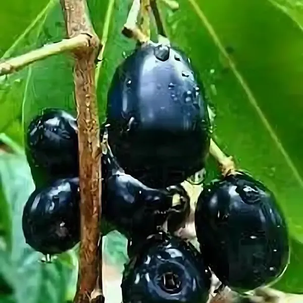 Thai_King_Black_Jamun_Plant_|_Grafted_10KG_|_Sweet_Large_Fruits_|_Fast_Growing_|_Healthy_Live_Plant_Guaranteed