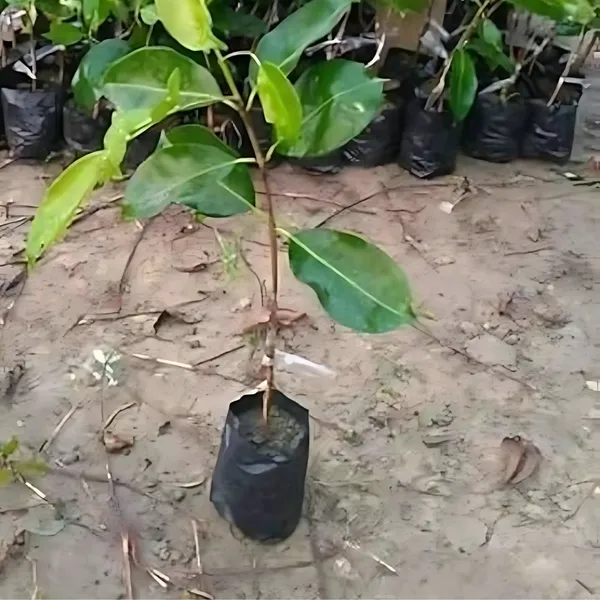 Thai_King_Black_Jamun_Plant_|_Grafted_10KG_|_Sweet_Large_Fruits_|_Fast_Growing_|_Healthy_Live_Plant_Guaranteed