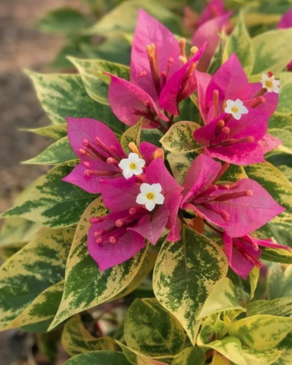 21_Jewels_Variegated_Bougainvillea_Plant_|_Grafted_Rare_Variegated_Multi_Variety_|_Mixed_Variegated_Flowers_|_Heavy_Flowering_|_Healthy_Live_Plant_Guaranteed