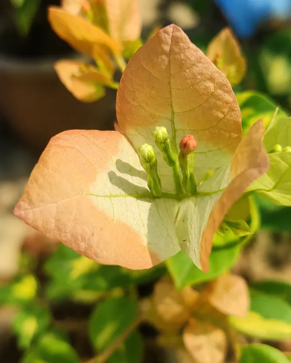 Thima_Yellow_Bougainvillea_Plant_|_Grafted_Exotic_Bright_Bloom_Variety_|_Bright_Yellow_Flowers_|_Heavy_Flowering_|_Healthy_Live_Plant_Guaranteed