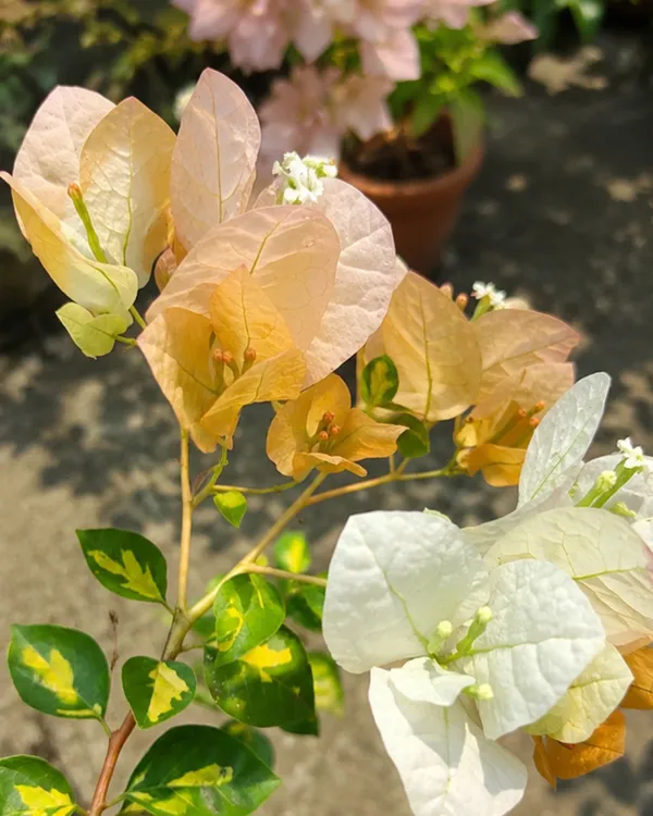 Thima_Yellow_Bougainvillea_Plant_|_Grafted_Exotic_Bright_Bloom_Variety_|_Bright_Yellow_Flowers_|_Heavy_Flowering_|_Healthy_Live_Plant_Guaranteed