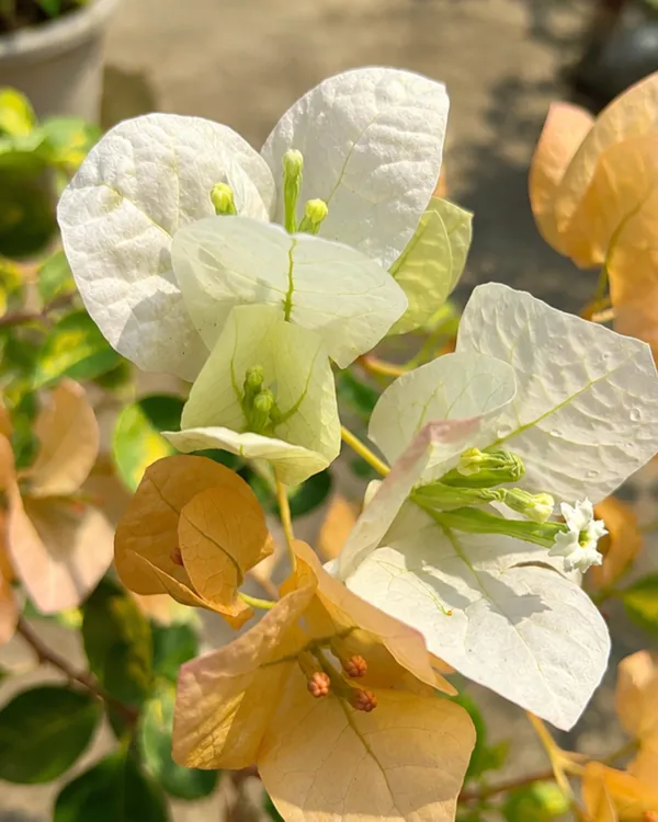 Thima_Yellow_Bougainvillea_Plant_|_Grafted_Exotic_Bright_Bloom_Variety_|_Bright_Yellow_Flowers_|_Heavy_Flowering_|_Healthy_Live_Plant_Guaranteed