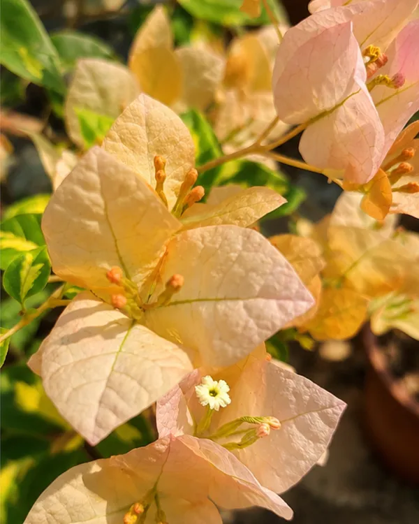 Thima_Yellow_Bougainvillea_Plant_|_Grafted_Exotic_Bright_Bloom_Variety_|_Bright_Yellow_Flowers_|_Heavy_Flowering_|_Healthy_Live_Plant_Guaranteed