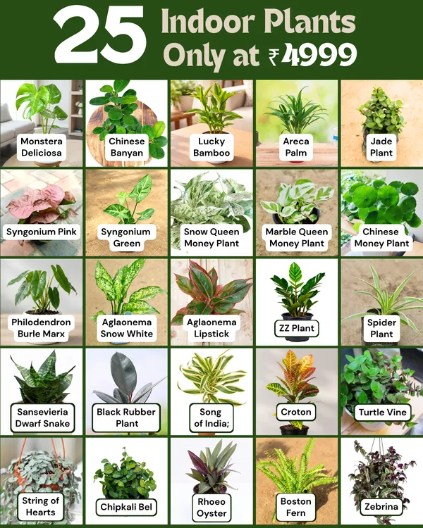 25-Plant_Indoor_Garden_Collection