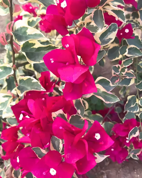 Dr._Rao_Bougainvillea_Plant_|_Grafted_High_Bloom_Variety_|_Bright_Magenta_Flowers_|_Ideal_for_Terrace_&_Garden_Décor_|_Healthy_Live_Plant_Guaranteed.