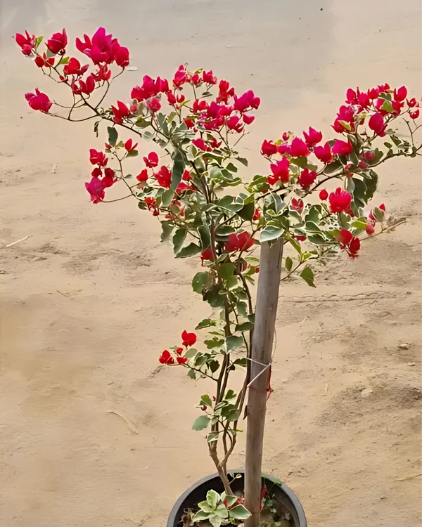 Dr._Rao_Bougainvillea_Plant_|_Grafted_High_Bloom_Variety_|_Bright_Magenta_Flowers_|_Ideal_for_Terrace_&_Garden_Décor_|_Healthy_Live_Plant_Guaranteed.