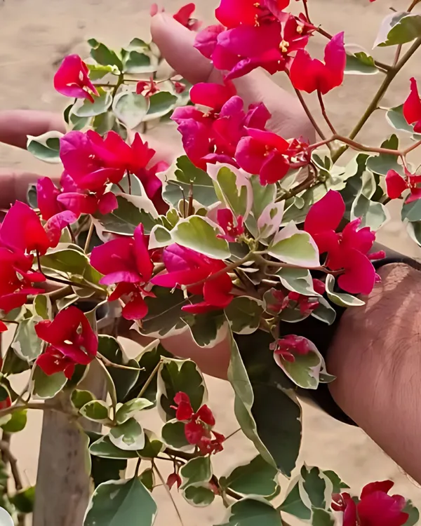 Dr._Rao_Bougainvillea_Plant_|_Grafted_High_Bloom_Variety_|_Bright_Magenta_Flowers_|_Ideal_for_Terrace_&_Garden_Décor_|_Healthy_Live_Plant_Guaranteed.
