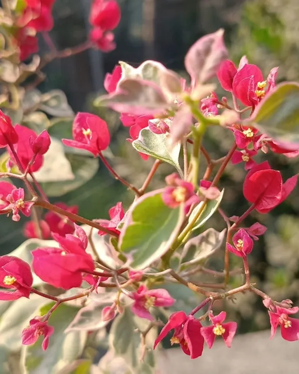 Dr._Rao_Bougainvillea_Plant_|_Grafted_High_Bloom_Variety_|_Bright_Magenta_Flowers_|_Ideal_for_Terrace_&_Garden_Décor_|_Healthy_Live_Plant_Guaranteed.