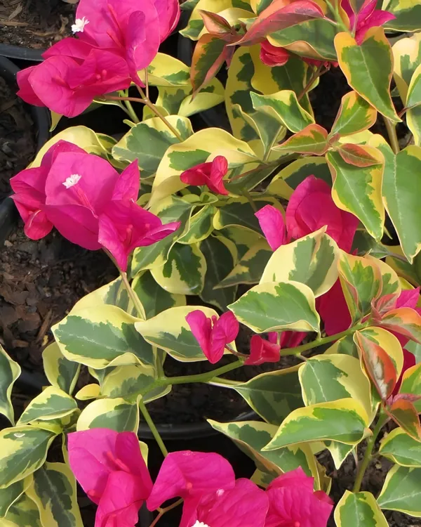 Dr._Rao_Bougainvillea_Plant_|_Grafted_High_Bloom_Variety_|_Bright_Magenta_Flowers_|_Ideal_for_Terrace_&_Garden_Décor_|_Healthy_Live_Plant_Guaranteed.