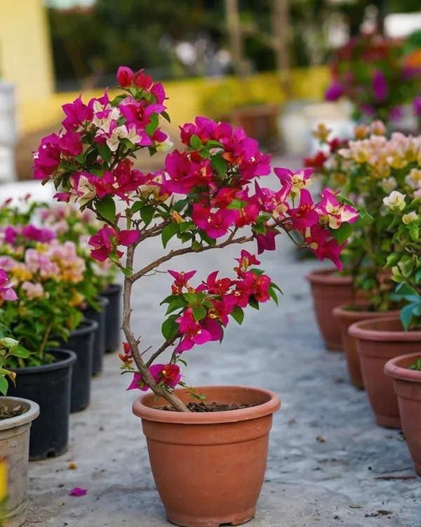 3_Star_Bougainvillea_Plant_|_Grafted_Unique_Multi_Bract_Bloom_Variety_|_Bright_Pink_Flowers_|_Heavy_Flowering_|_Healthy_Live_Plant_Guaranteed