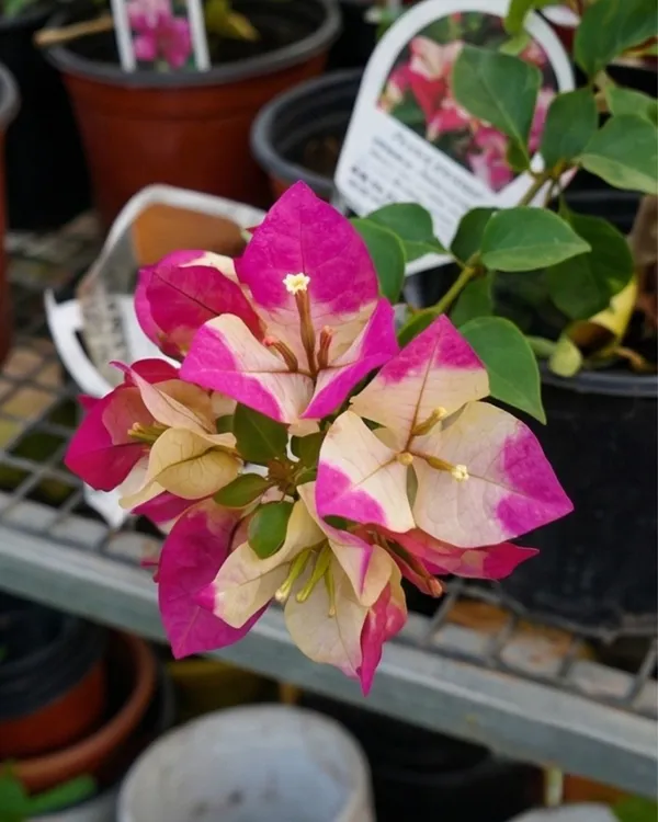 3_Star_Bougainvillea_Plant_|_Grafted_Unique_Multi_Bract_Bloom_Variety_|_Bright_Pink_Flowers_|_Heavy_Flowering_|_Healthy_Live_Plant_Guaranteed