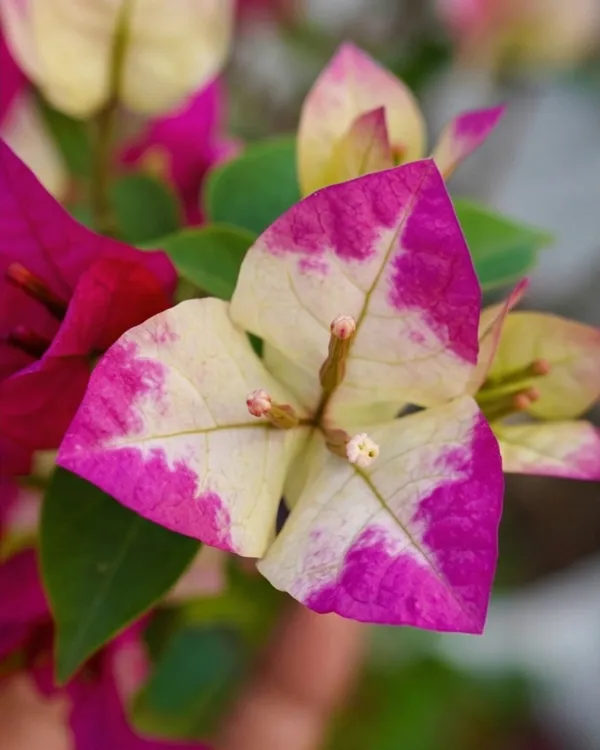 3_Star_Bougainvillea_Plant_|_Grafted_Unique_Multi_Bract_Bloom_Variety_|_Bright_Pink_Flowers_|_Heavy_Flowering_|_Healthy_Live_Plant_Guaranteed