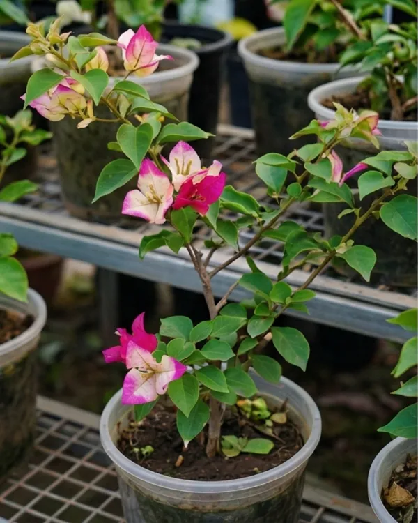 3_Star_Bougainvillea_Plant_|_Grafted_Unique_Multi_Bract_Bloom_Variety_|_Bright_Pink_Flowers_|_Heavy_Flowering_|_Healthy_Live_Plant_Guaranteed
