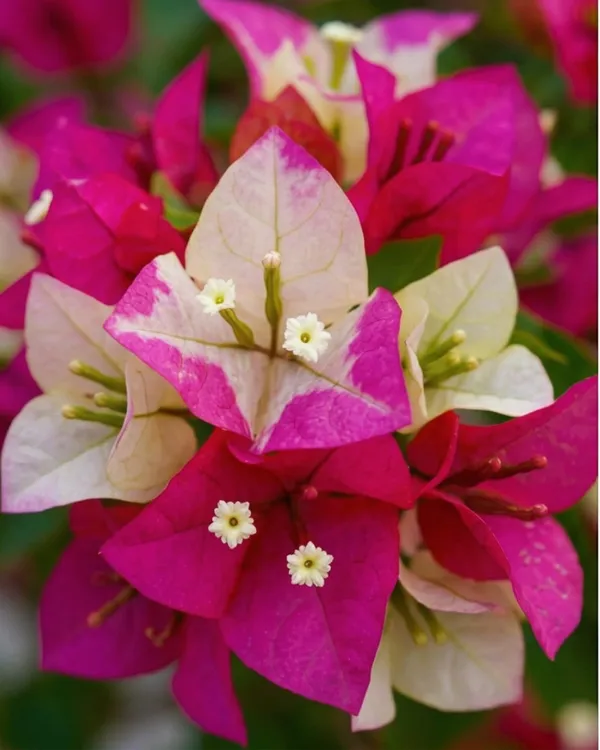 3_Star_Bougainvillea_Plant_|_Grafted_Unique_Multi_Bract_Bloom_Variety_|_Bright_Pink_Flowers_|_Heavy_Flowering_|_Healthy_Live_Plant_Guaranteed