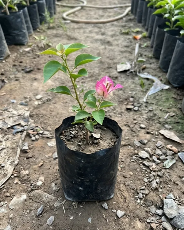 3_Star_Bougainvillea_Plant_|_Grafted_Unique_Multi_Bract_Bloom_Variety_|_Bright_Pink_Flowers_|_Heavy_Flowering_|_Healthy_Live_Plant_Guaranteed