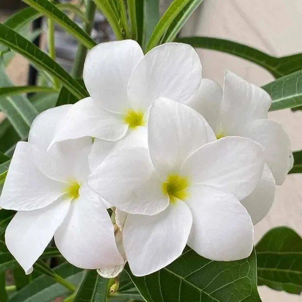 Nag_Champa_Plant_|_Grafted_Fragrant_Flowering_Variety_|_Sacred_&_Aromatic_Blossoms_|_Ideal_for_Home_&_Outdoor_Gardens_|_Healthy_Live_Plant_Guaranteed.