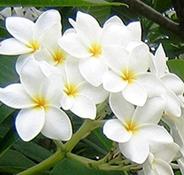 Nag_Champa_Plant_|_Grafted_Fragrant_Flowering_Variety_|_Sacred_&_Aromatic_Blossoms_|_Ideal_for_Home_&_Outdoor_Gardens_|_Healthy_Live_Plant_Guaranteed.