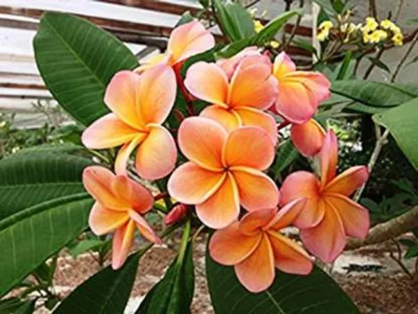 Nag_Champa_Plant_|_Grafted_Fragrant_Flowering_Variety_|_Sacred_&_Aromatic_Blossoms_|_Ideal_for_Home_&_Outdoor_Gardens_|_Healthy_Live_Plant_Guaranteed.