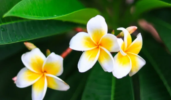 Nag_Champa_Plant_|_Grafted_Fragrant_Flowering_Variety_|_Sacred_&_Aromatic_Blossoms_|_Ideal_for_Home_&_Outdoor_Gardens_|_Healthy_Live_Plant_Guaranteed.