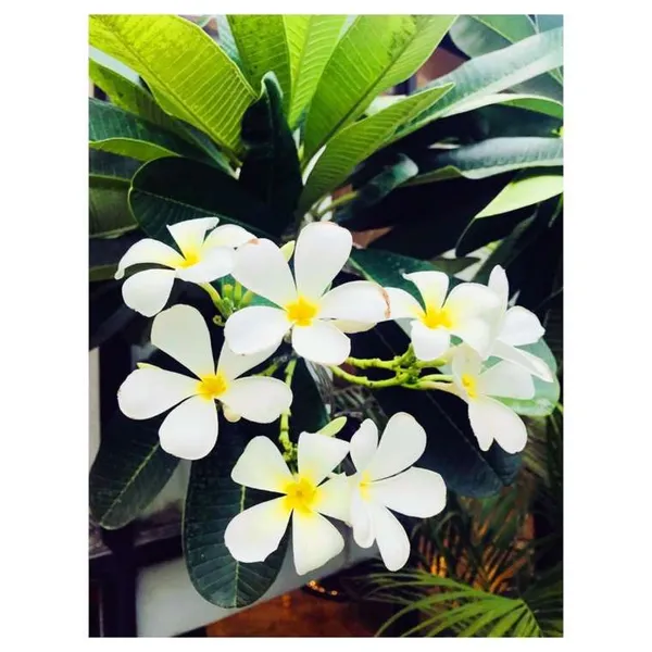 Nag_Champa_Plant_|_Grafted_Fragrant_Flowering_Variety_|_Sacred_&_Aromatic_Blossoms_|_Ideal_for_Home_&_Outdoor_Gardens_|_Healthy_Live_Plant_Guaranteed.