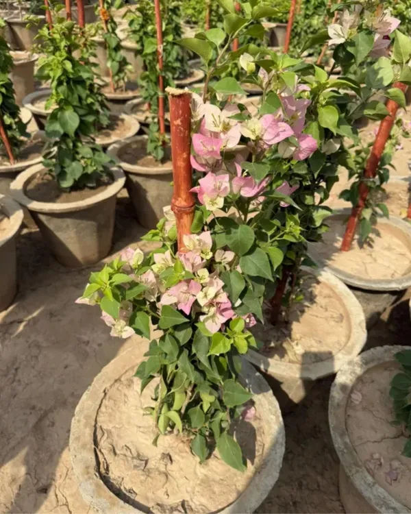 Chitra_Cream_Bougainvillea_Plant_|_Grafted_Elegant_Soft_Cream_Blooms_|_High_Bloom_Ornamental_Variety_|_Healthy_Live_Plant_Guaranteed.