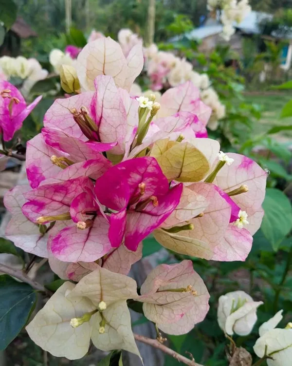 Chitra_Cream_Bougainvillea_Plant_|_Grafted_Elegant_Soft_Cream_Blooms_|_High_Bloom_Ornamental_Variety_|_Healthy_Live_Plant_Guaranteed.