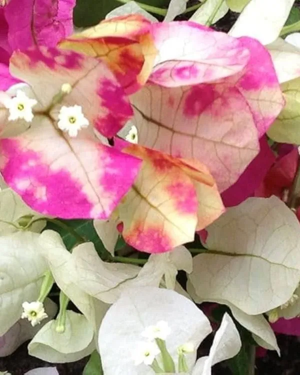 Chitra_Cream_Bougainvillea_Plant_|_Grafted_Elegant_Soft_Cream_Blooms_|_High_Bloom_Ornamental_Variety_|_Healthy_Live_Plant_Guaranteed.