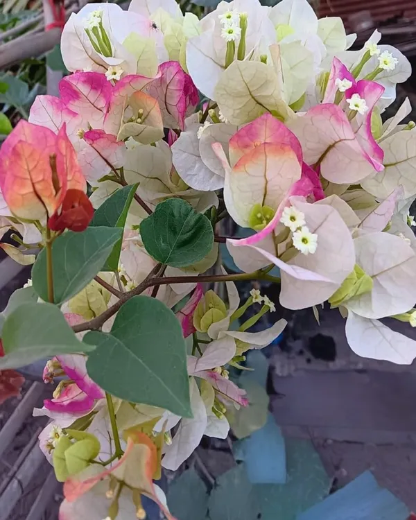 Chitra_Cream_Bougainvillea_Plant_|_Grafted_Elegant_Soft_Cream_Blooms_|_High_Bloom_Ornamental_Variety_|_Healthy_Live_Plant_Guaranteed.