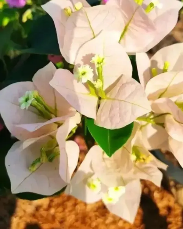 Chitra_Cream_Bougainvillea_Plant_|_Grafted_Elegant_Soft_Cream_Blooms_|_High_Bloom_Ornamental_Variety_|_Healthy_Live_Plant_Guaranteed.