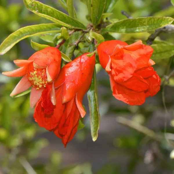 Bhagwa_Pomegranate_Plant_|_Air_Layered_High_Yield_Variety_|_Large_Sweet_Red_Fruits_|_Early_Fruiting_|_Healthy_Live_Plant_Guaranteed
