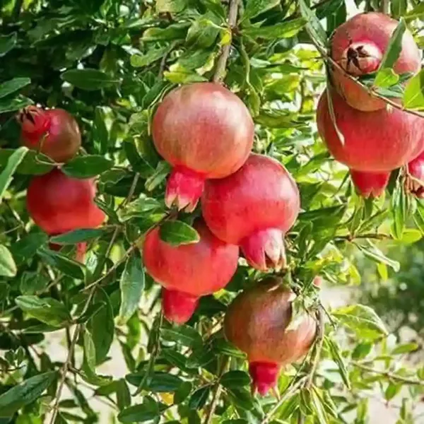 Bhagwa_Pomegranate_Plant_|_Air_Layered_High_Yield_Variety_|_Large_Sweet_Red_Fruits_|_Early_Fruiting_|_Healthy_Live_Plant_Guaranteed