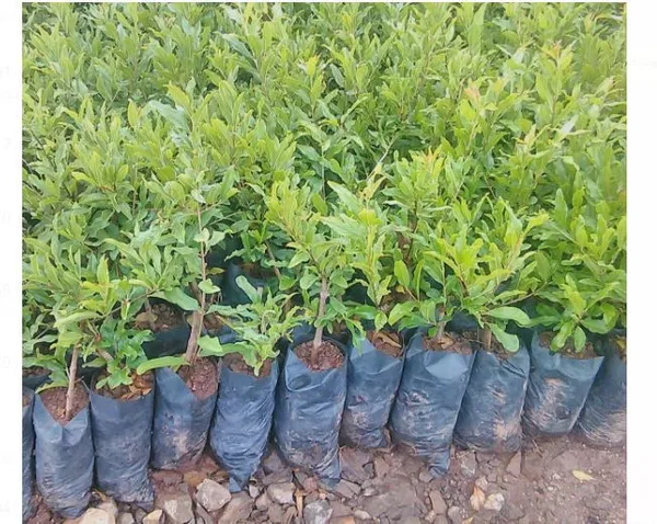 Bhagwa_Pomegranate_Plant_|_Air_Layered_High_Yield_Variety_|_Large_Sweet_Red_Fruits_|_Early_Fruiting_|_Healthy_Live_Plant_Guaranteed