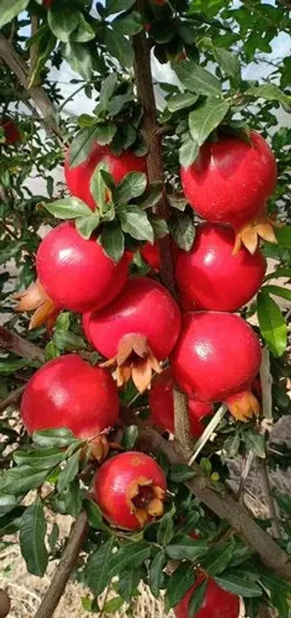 Bhagwa_Pomegranate_Plant_|_Air_Layered_High_Yield_Variety_|_Large_Sweet_Red_Fruits_|_Early_Fruiting_|_Healthy_Live_Plant_Guaranteed