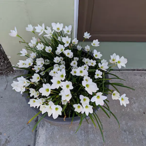 Rain_Lily_(Desi_White)_Plant_|_Grafted_Easy-Growing_Flowering_Variety_|_Blooms_After_Rain_|_Ideal_for_Pots_&_Borders_|_Healthy_Live_Plant_Guaranteed.