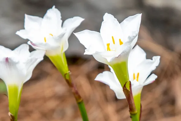 Rain_Lily_(Desi_White)_Plant_|_Grafted_Easy-Growing_Flowering_Variety_|_Blooms_After_Rain_|_Ideal_for_Pots_&_Borders_|_Healthy_Live_Plant_Guaranteed.