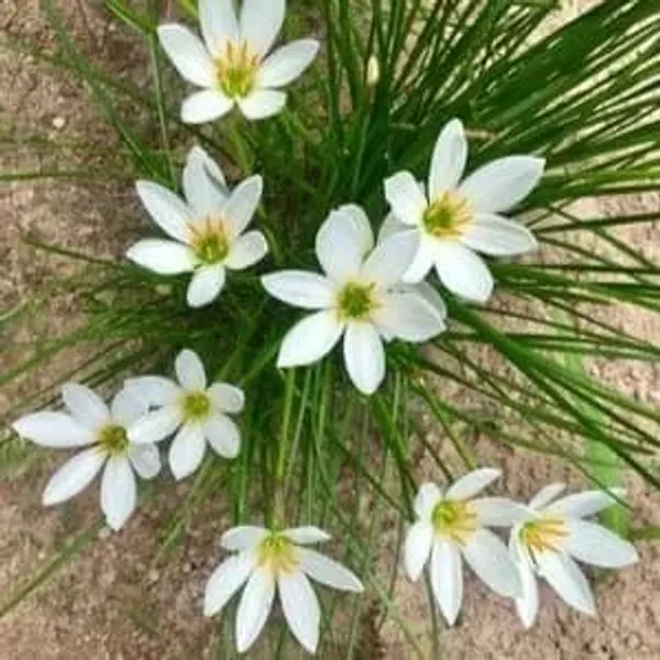 Rain_Lily_(Desi_White)_Plant_|_Grafted_Easy-Growing_Flowering_Variety_|_Blooms_After_Rain_|_Ideal_for_Pots_&_Borders_|_Healthy_Live_Plant_Guaranteed.