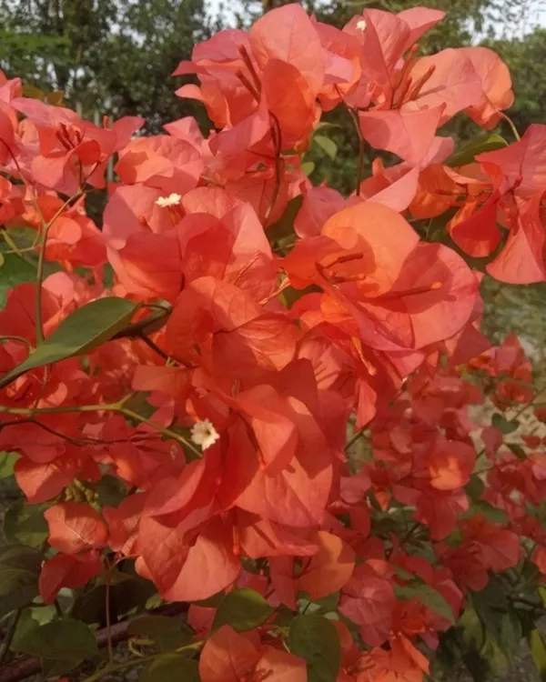 Nescafe_Bougainvillea_Plant_|_Grafted_Unique_Deep_Maroon_Variety_|_Heavy_Blooming_|_Perfect_for_Terrace_&_Outdoor_Gardens_|_Healthy_Live_Plant_Guaranteed.