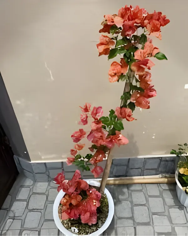 Nescafe_Bougainvillea_Plant_|_Grafted_Unique_Deep_Maroon_Variety_|_Heavy_Blooming_|_Perfect_for_Terrace_&_Outdoor_Gardens_|_Healthy_Live_Plant_Guaranteed.