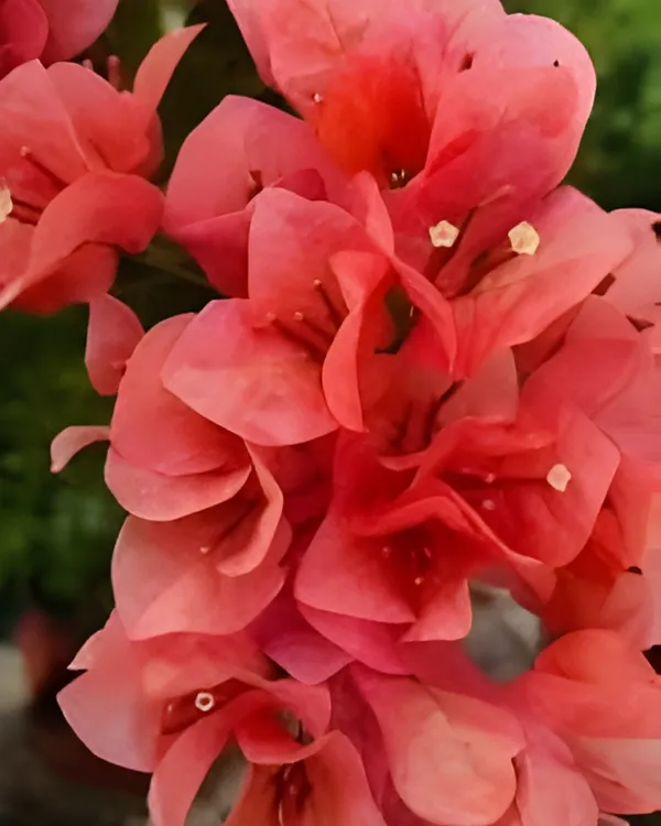 Nescafe_Bougainvillea_Plant_|_Grafted_Unique_Deep_Maroon_Variety_|_Heavy_Blooming_|_Perfect_for_Terrace_&_Outdoor_Gardens_|_Healthy_Live_Plant_Guaranteed.