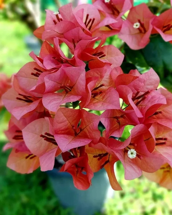 Nescafe_Bougainvillea_Plant_|_Grafted_Unique_Deep_Maroon_Variety_|_Heavy_Blooming_|_Perfect_for_Terrace_&_Outdoor_Gardens_|_Healthy_Live_Plant_Guaranteed.