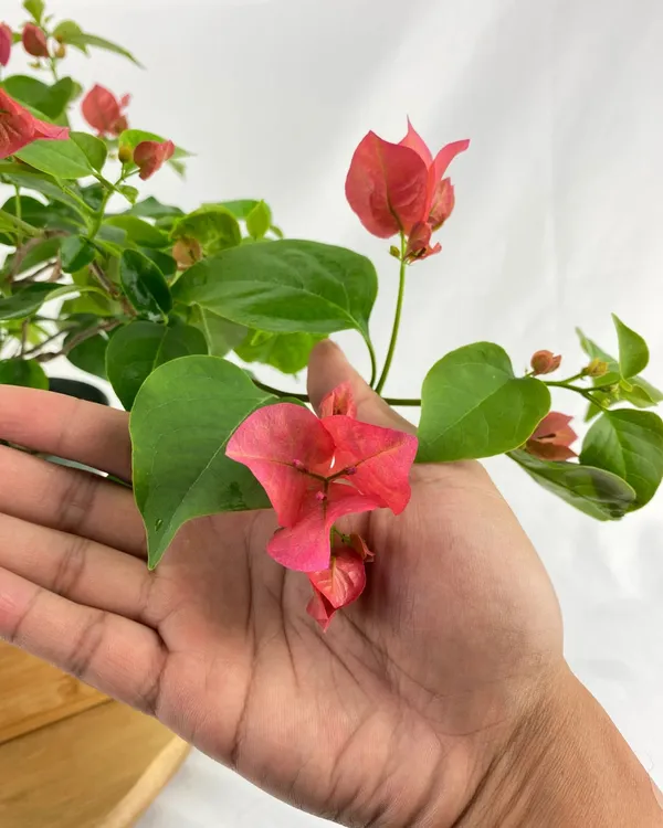 Nescafe_Bougainvillea_Plant_|_Grafted_Unique_Deep_Maroon_Variety_|_Heavy_Blooming_|_Perfect_for_Terrace_&_Outdoor_Gardens_|_Healthy_Live_Plant_Guaranteed.