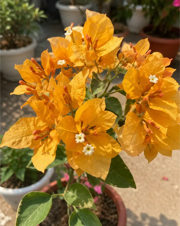 Butterfly_Yellow_Bougainvillea_Plant_|_Grafted_Unique_Butterfly_Bract_Variety_|_Bright_Yellow_Flowers_|_Heavy_Flowering_|_Healthy_Live_Plant_Guaranteed