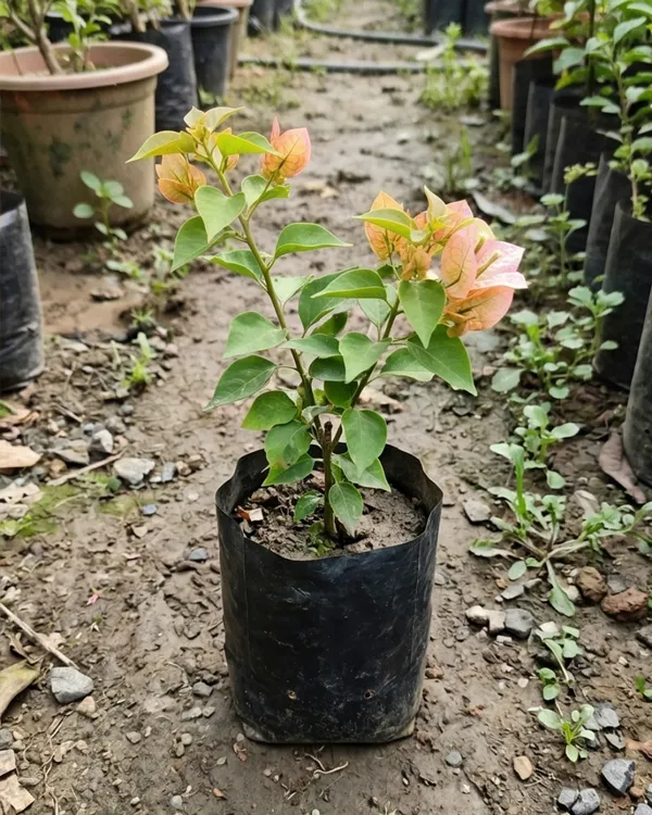 7_Star_Bougainvillea_Plant_|_Grafted_Unique_Multi_Layer_Bloom_Variety_|_Bright_Pink_Flowers_|_Heavy_Flowering_|_Healthy_Live_Plant_Guaranteed