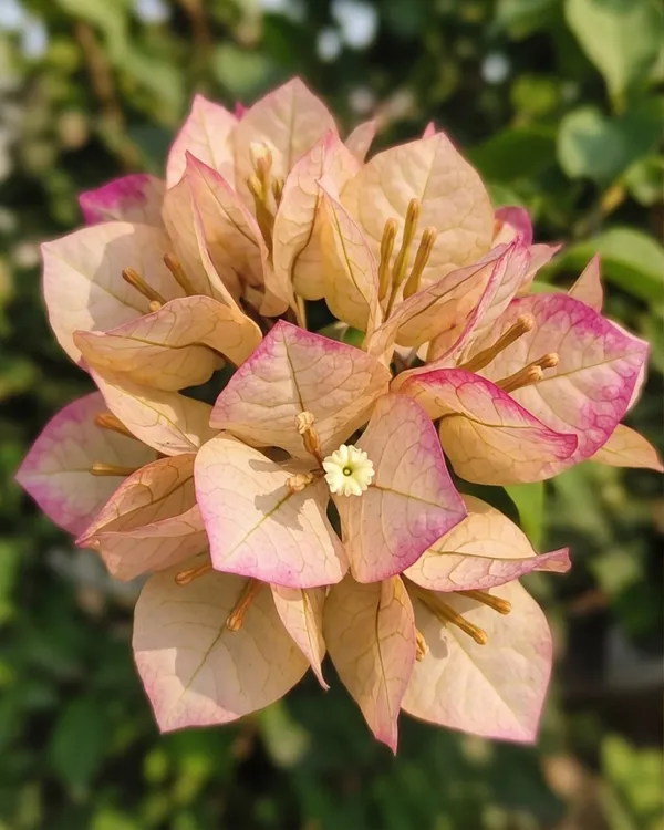 7_Star_Bougainvillea_Plant_|_Grafted_Unique_Multi_Layer_Bloom_Variety_|_Bright_Pink_Flowers_|_Heavy_Flowering_|_Healthy_Live_Plant_Guaranteed