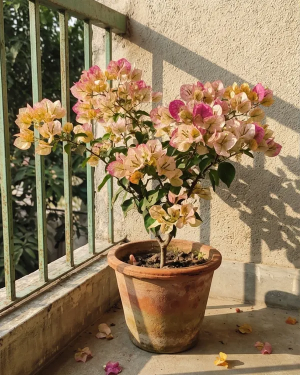 7_Star_Bougainvillea_Plant_|_Grafted_Unique_Multi_Layer_Bloom_Variety_|_Bright_Pink_Flowers_|_Heavy_Flowering_|_Healthy_Live_Plant_Guaranteed