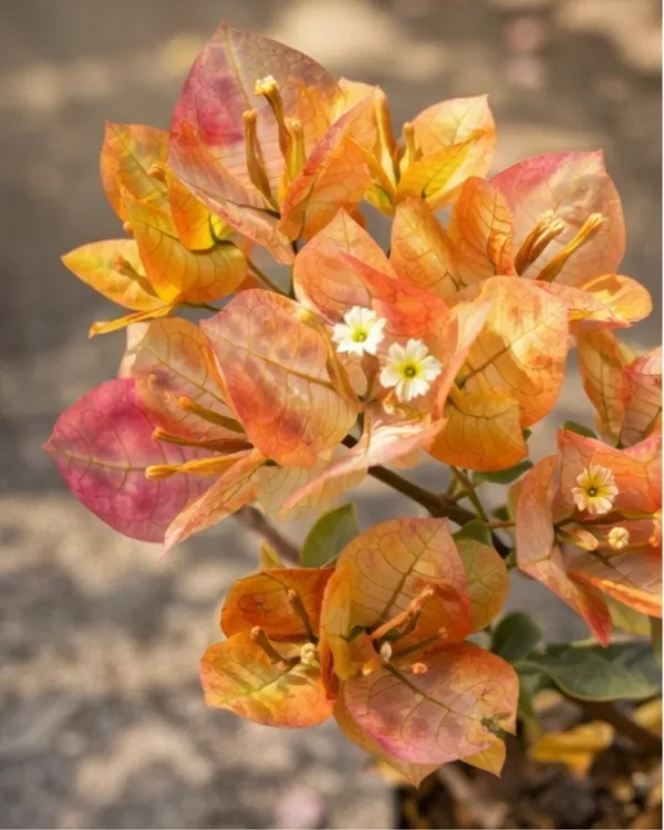 7_Star_Bougainvillea_Plant_|_Grafted_Unique_Multi_Layer_Bloom_Variety_|_Bright_Pink_Flowers_|_Heavy_Flowering_|_Healthy_Live_Plant_Guaranteed