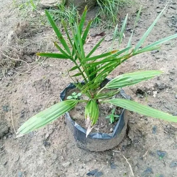 Arabian_Date_Palm_(Khajoor)_Plant_|_Grafted_Exotic_Variety_|_High_Yield_Sweet_Dates_|_Suitable_for_Indian_Climate_|_Healthy_Live_Plant_Guaranteed