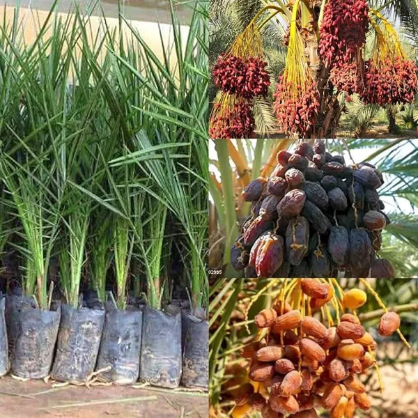 Arabian_Date_Palm_(Khajoor)_Plant_|_Grafted_Exotic_Variety_|_High_Yield_Sweet_Dates_|_Suitable_for_Indian_Climate_|_Healthy_Live_Plant_Guaranteed